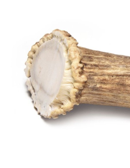 deer antler dog chews