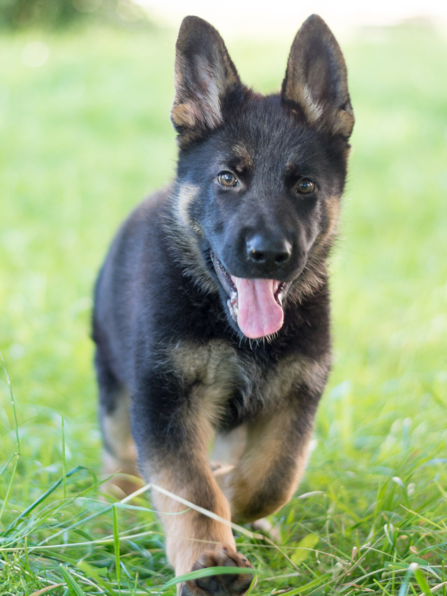 Cane felice su un prato verde - Selezione prodotti naturali per animali Fluk pet shop